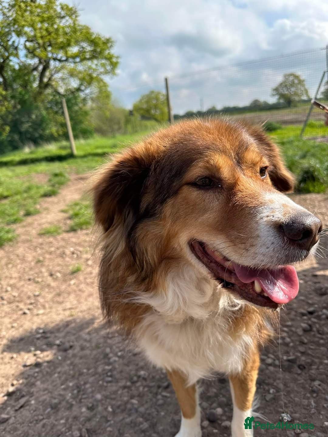 Meet Pongo, currently residing in Cheshire photo 16