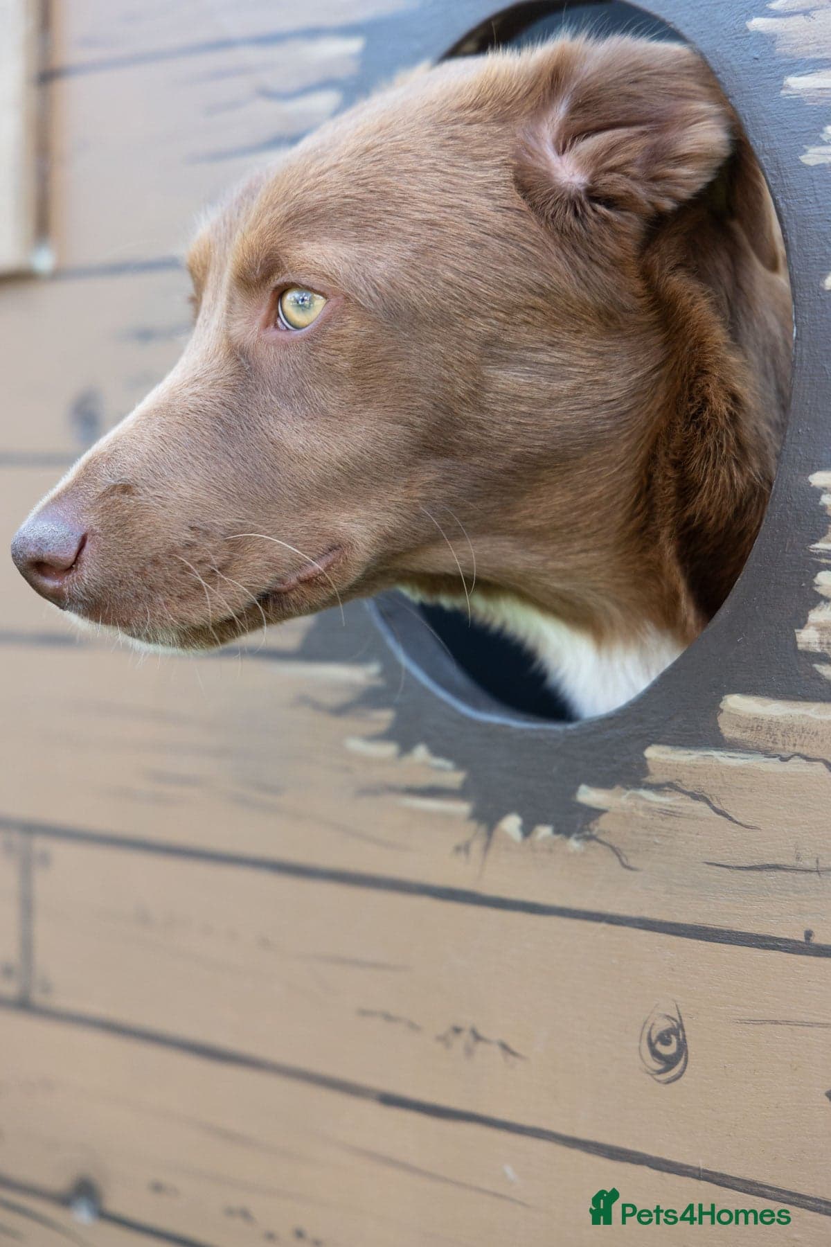 Mocha - everyone loves this lad photo 8