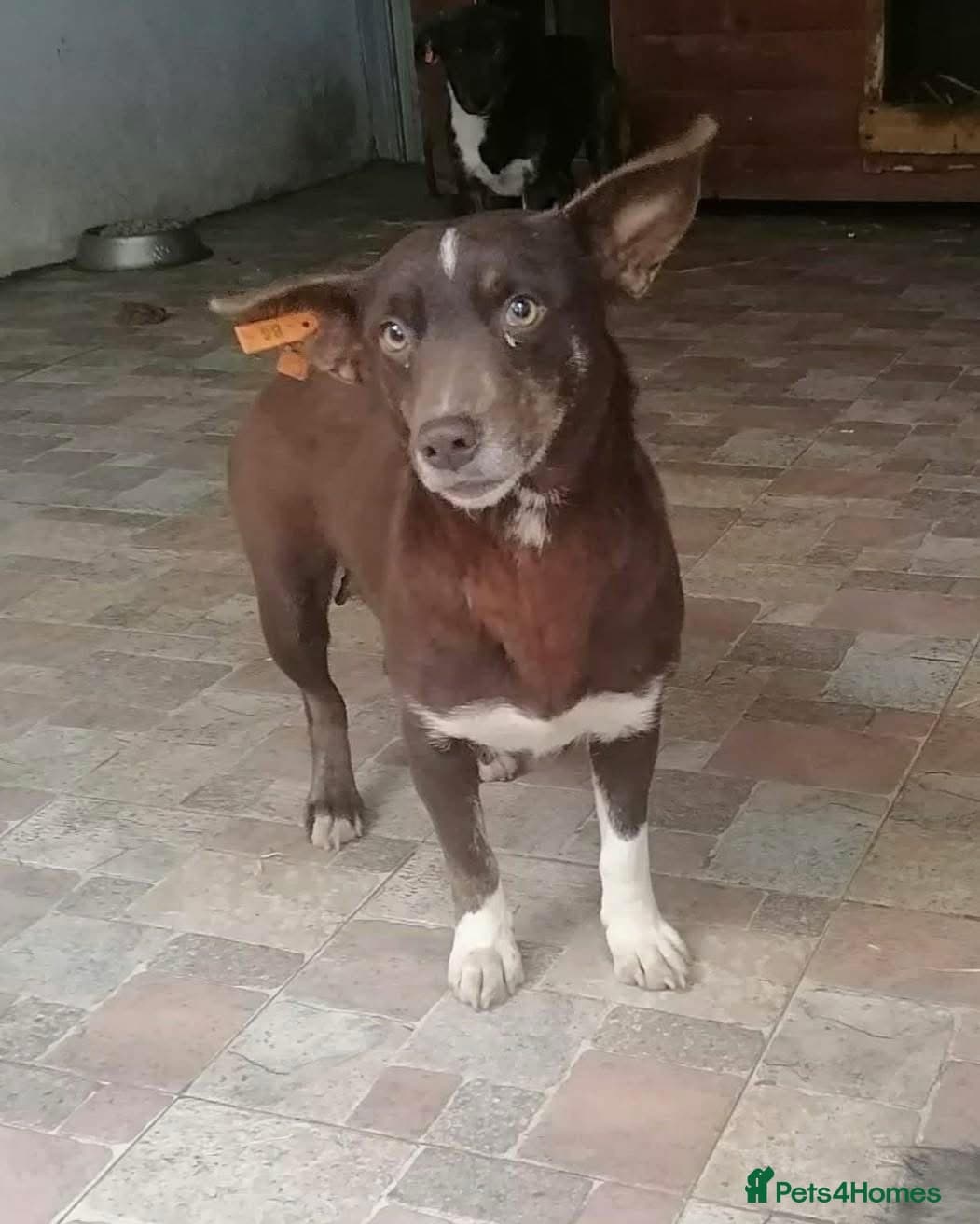 India - Norwich Norfolk photo 2