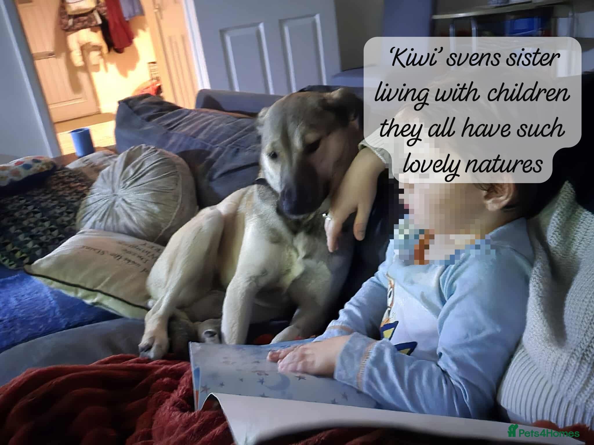 Sven, 1.5 yrs approx.Available for adoption. photo 2