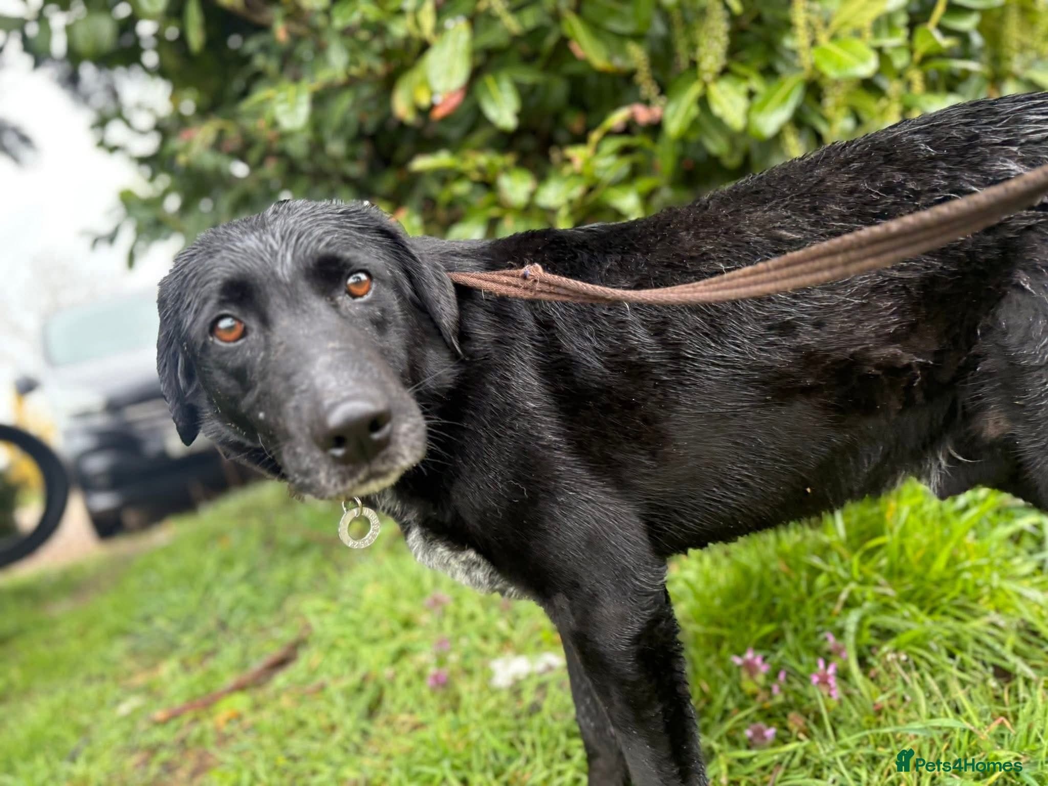 Merlin - Norwich Norfolk photo 10