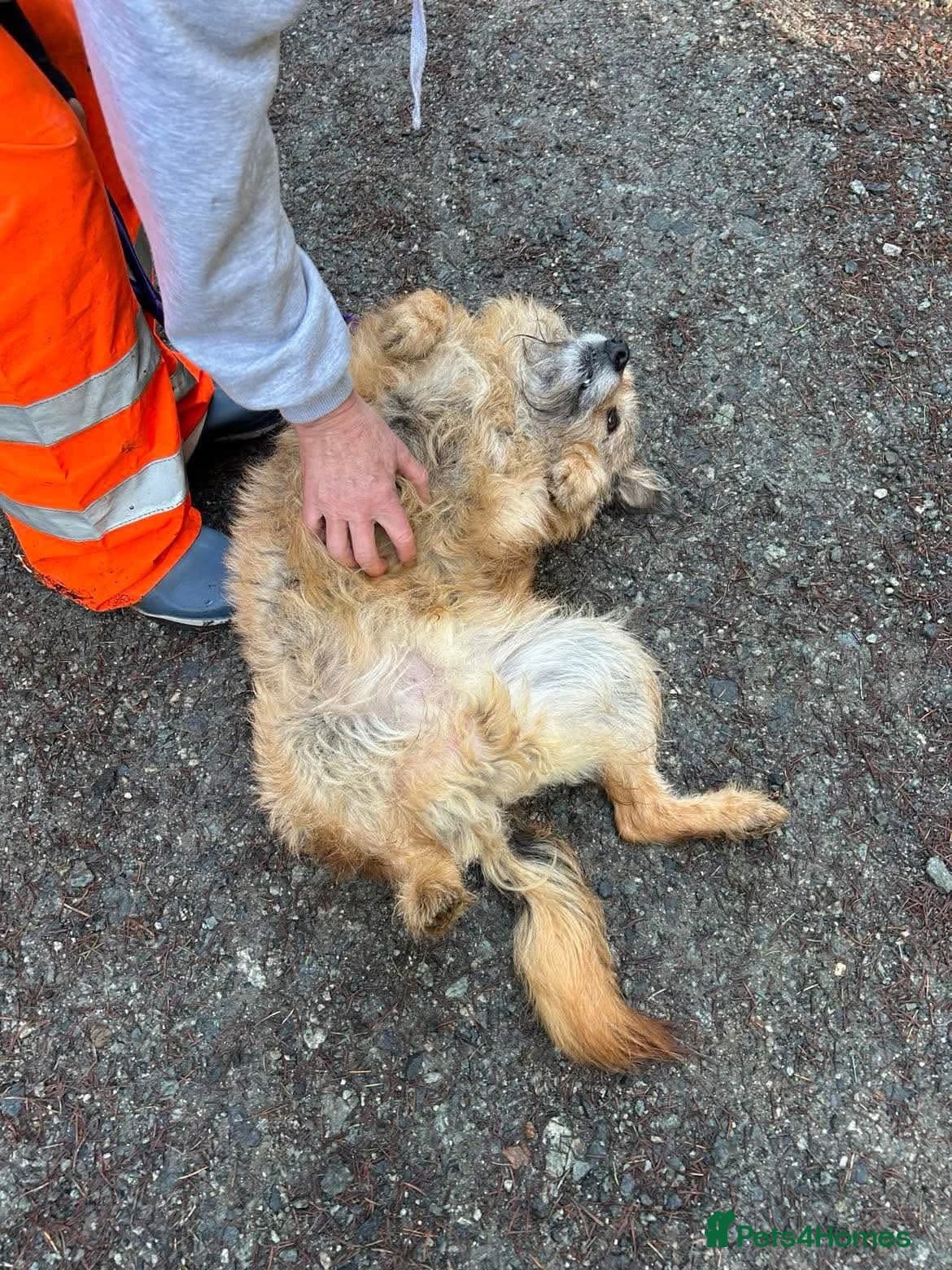 Jack - Watton Norfolk photo 14