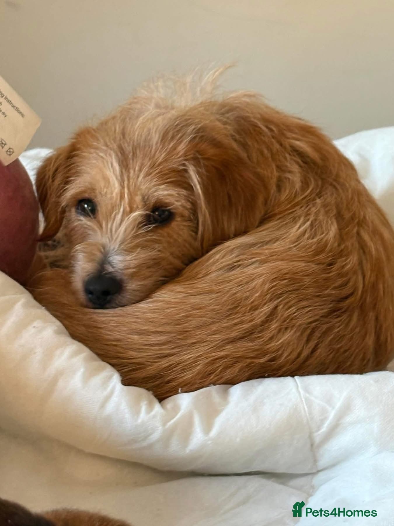 Yara - Norwich Norfolk photo 6