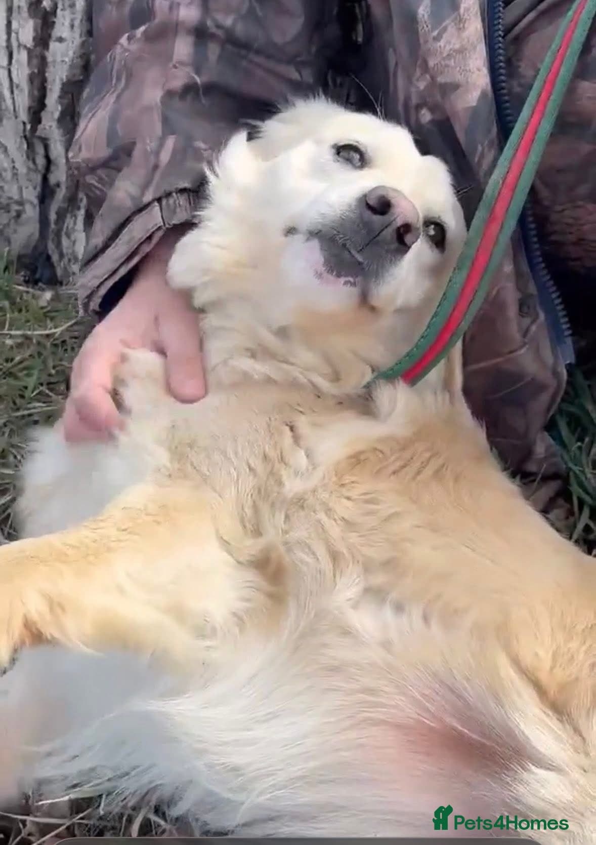 Gerrard - Norwich Norfolk photo 4