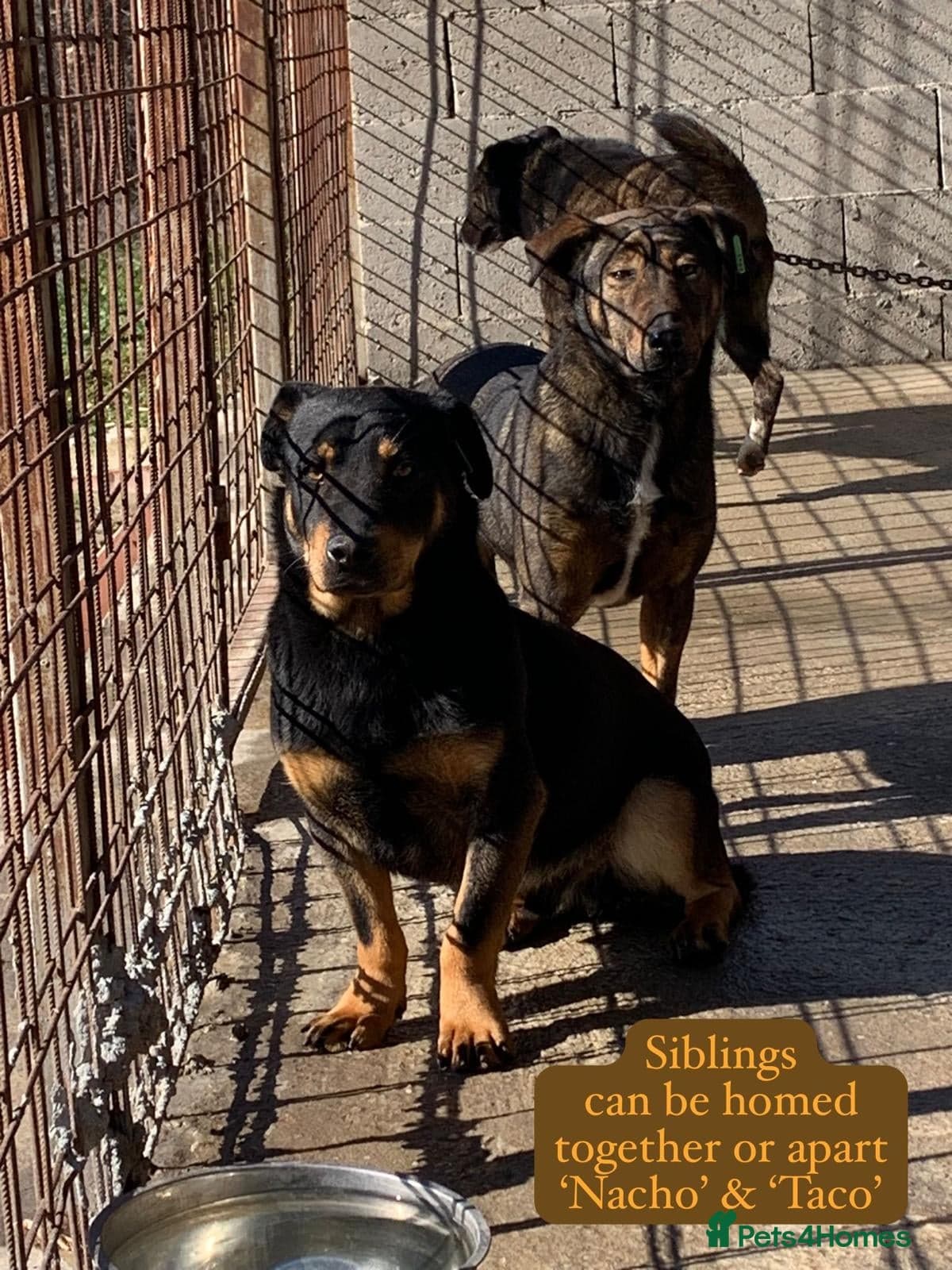 Nacho, 10-12 months old. photo 9