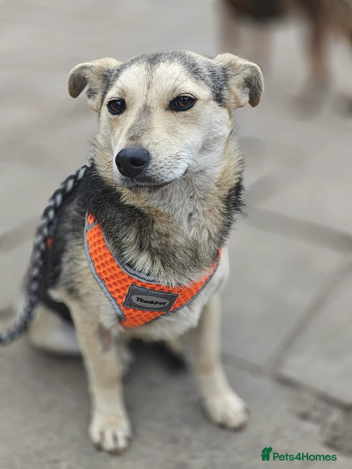 οΈπΆ maree photo 2