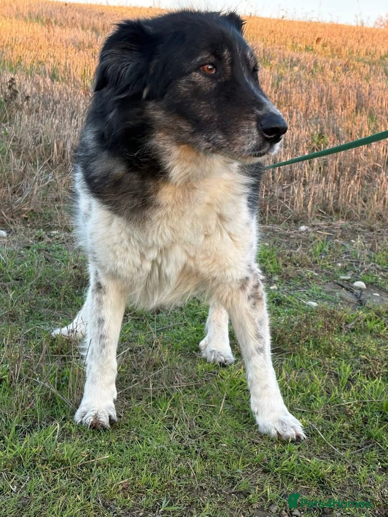 Freya - Norwich Norfolk photo 4