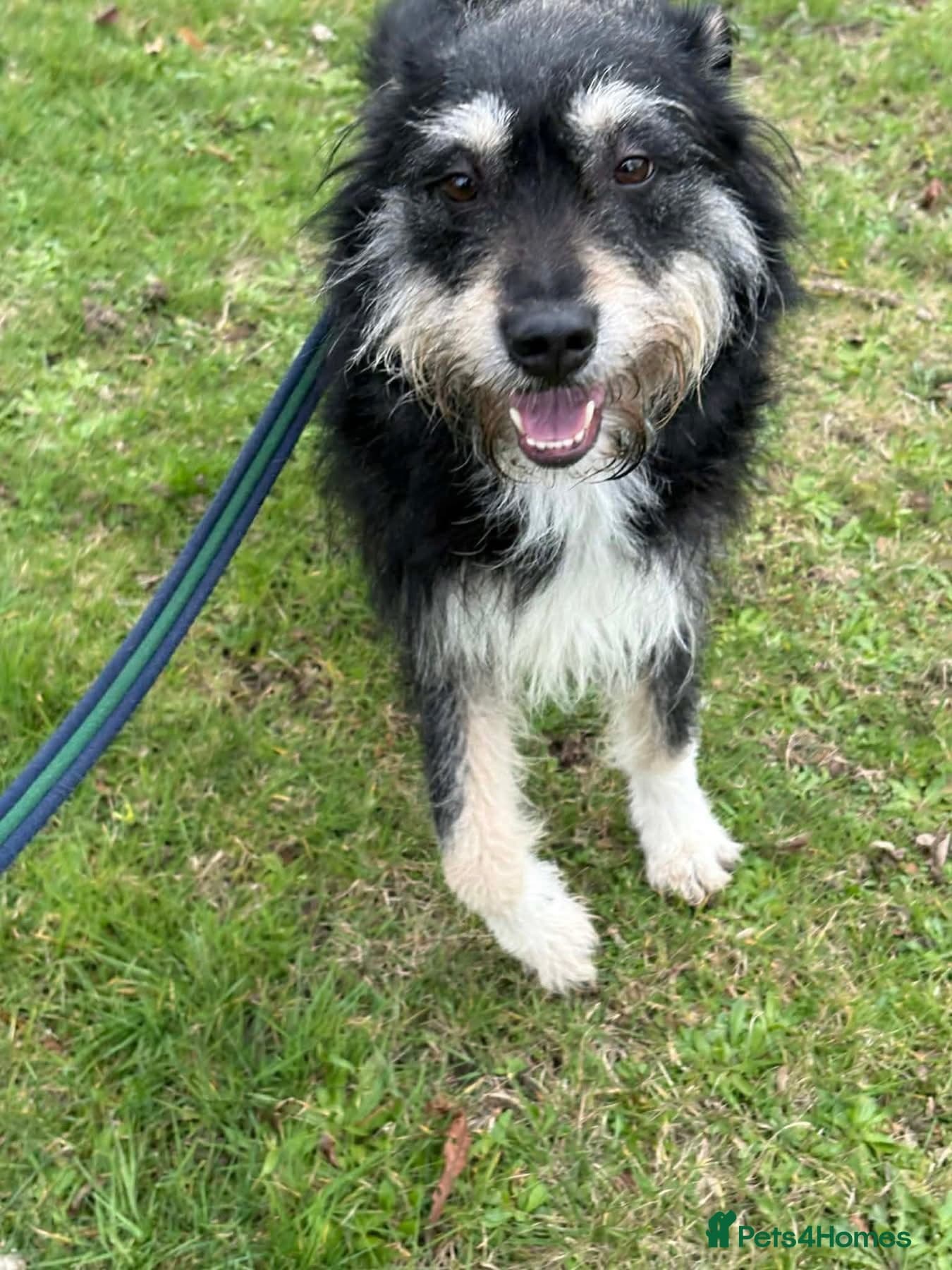 Mabel - Badersfield Norfolk photo 9