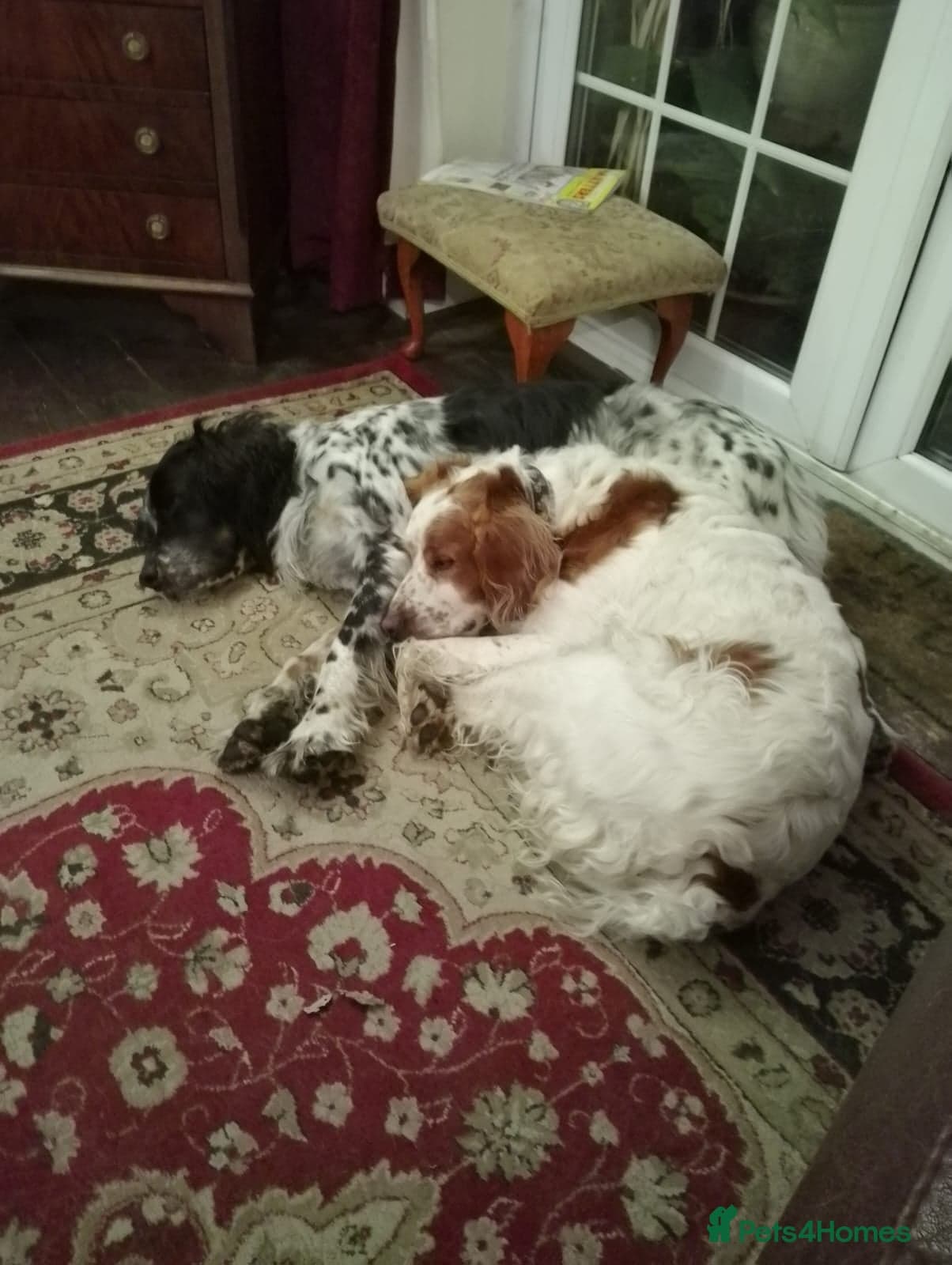 Ronnie, 3-year old Brittany male photo 21