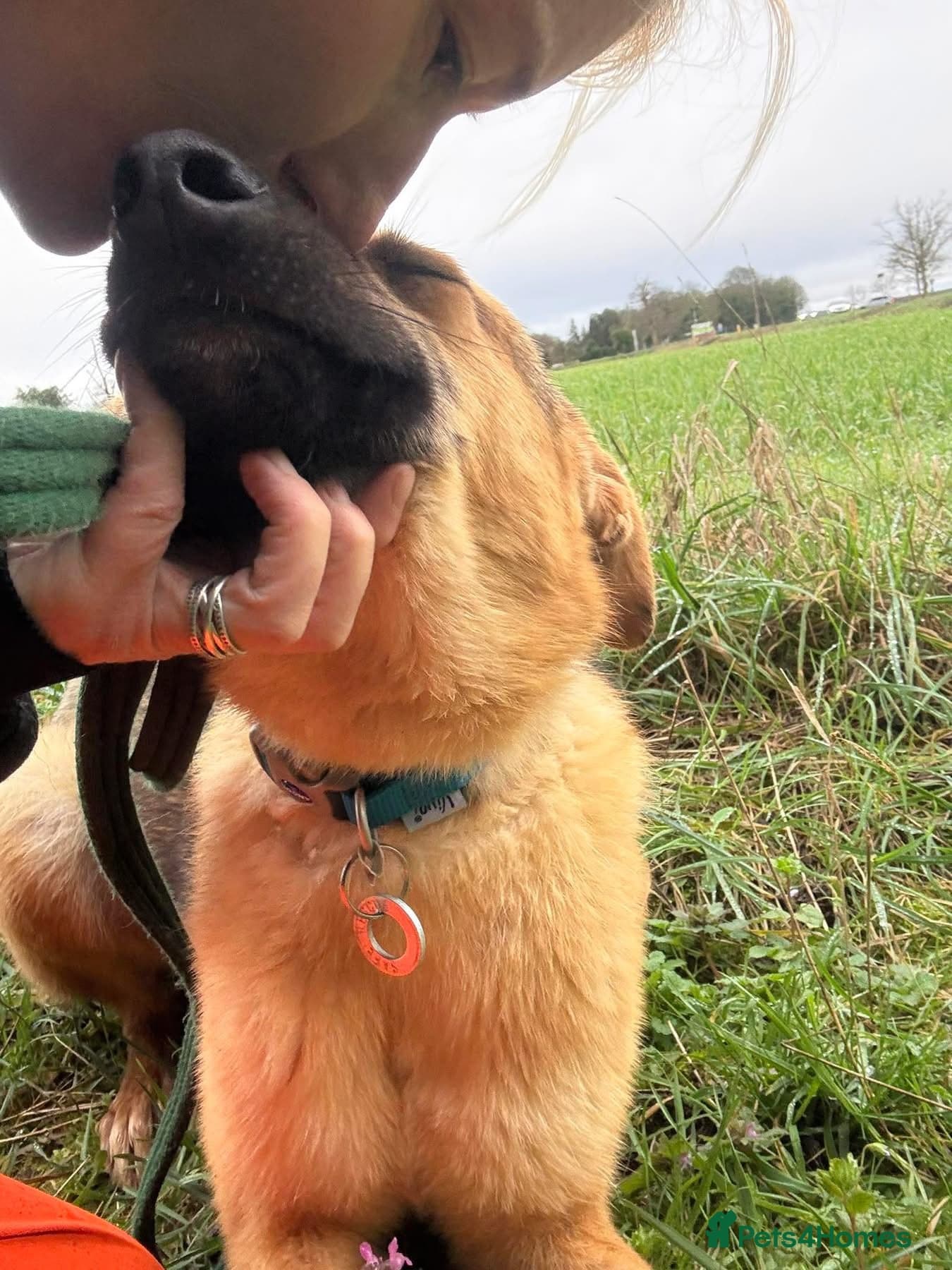 Dylan - Norwich Norfolk photo 4