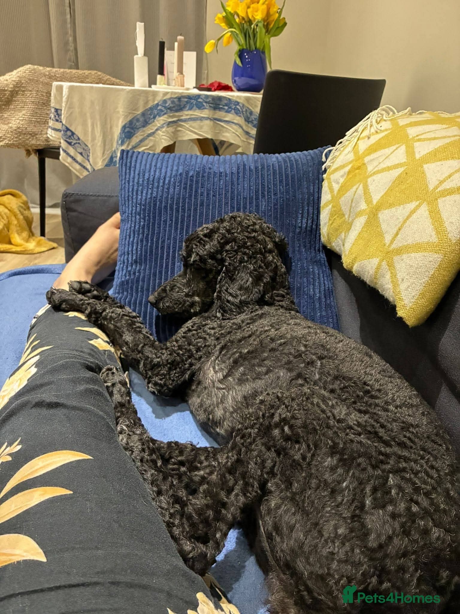 οΈπΆ charlie photo 12