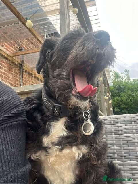 Meet Livi, currently residing in Cheshire — Mixed Breed