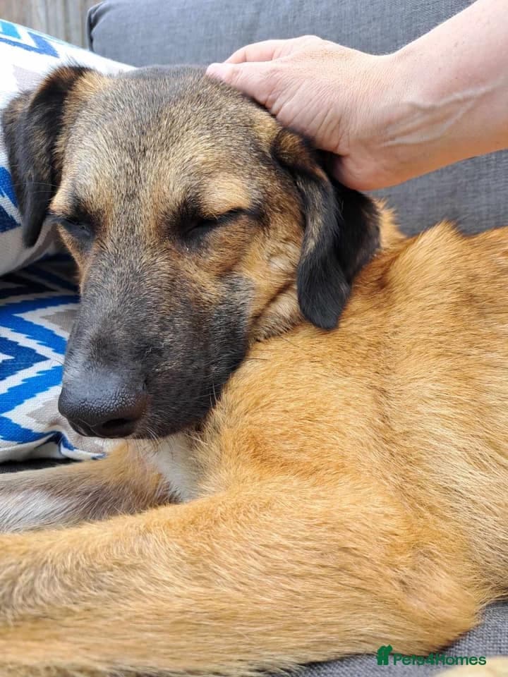 Levi - Norwich Norfolk photo 22