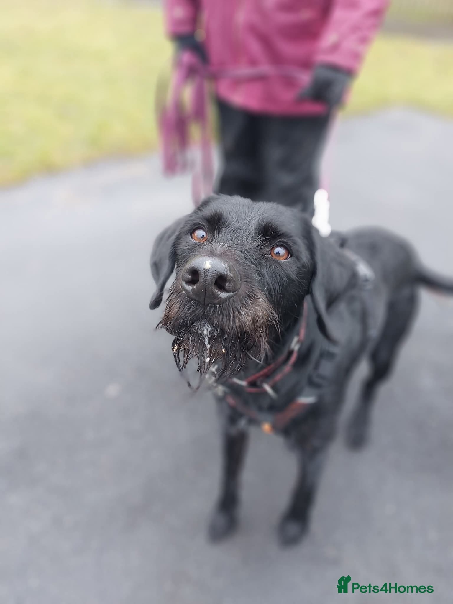 Guppy - GWP x lab — German Wirehaired Pointer