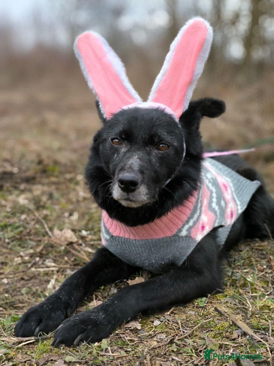 οΈπΆ tofa photo 21