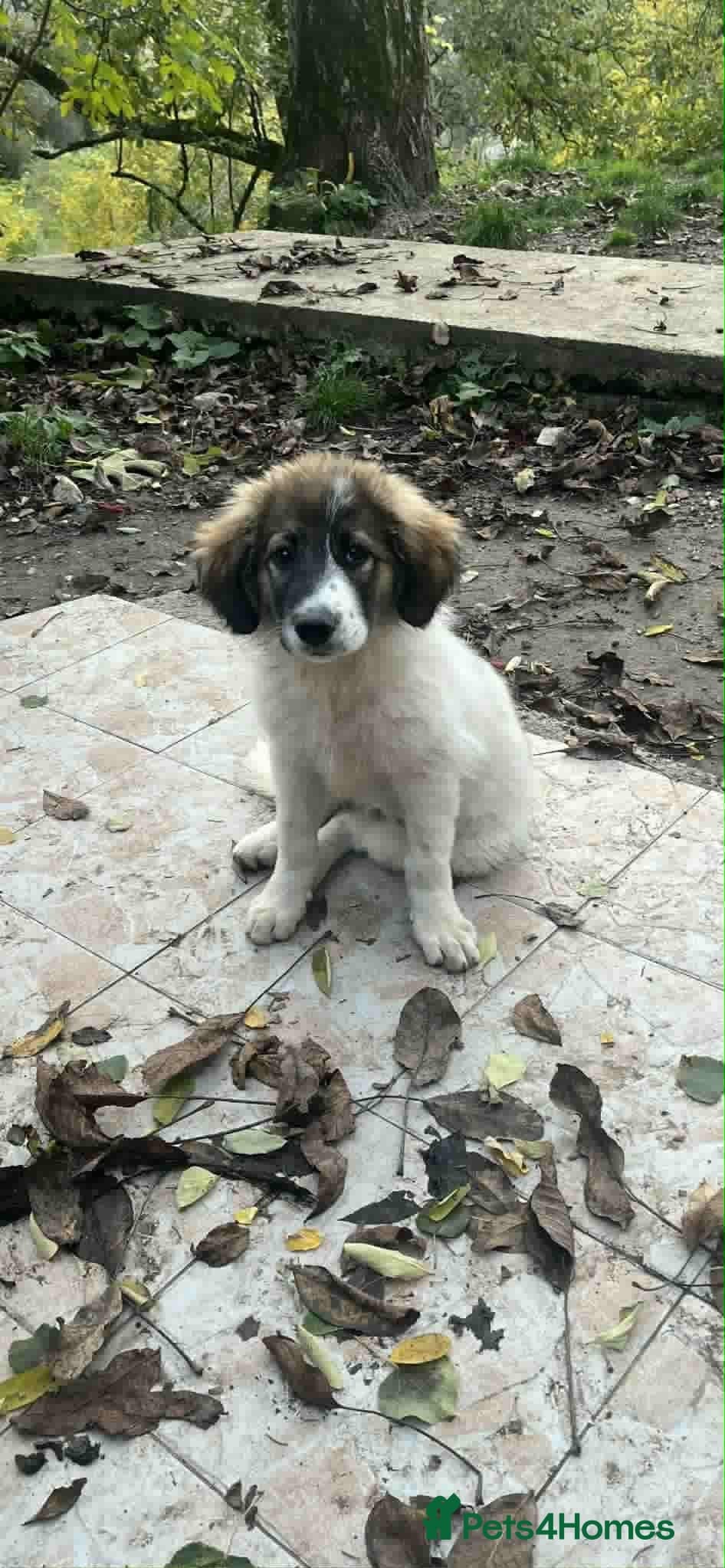 Meet Hannah and Honey !!! photo 13