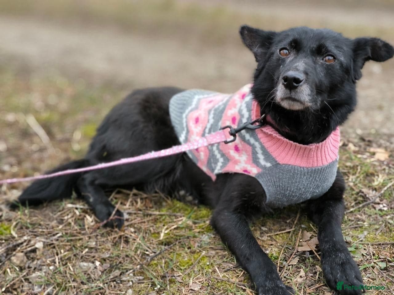 οΈπΆ tofa photo 13