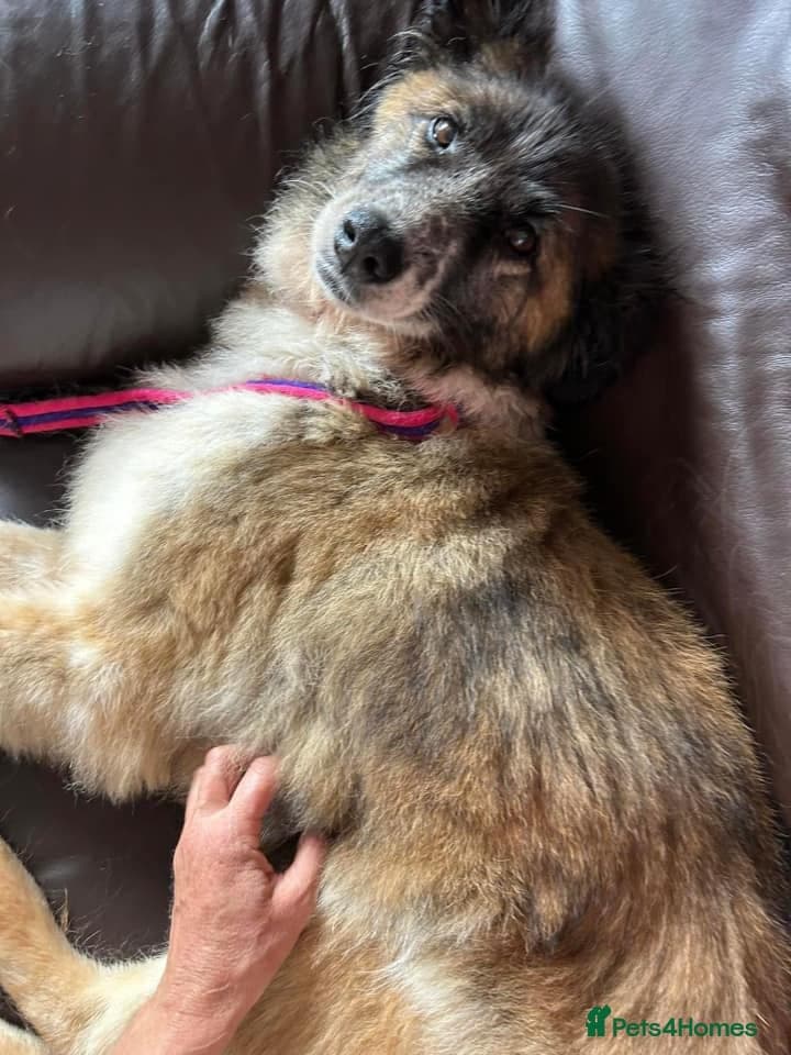 Hilda - Norwich Norfolk photo 12