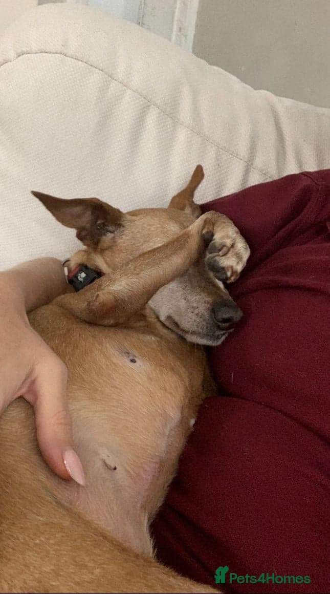 Our little pensioner photo 5