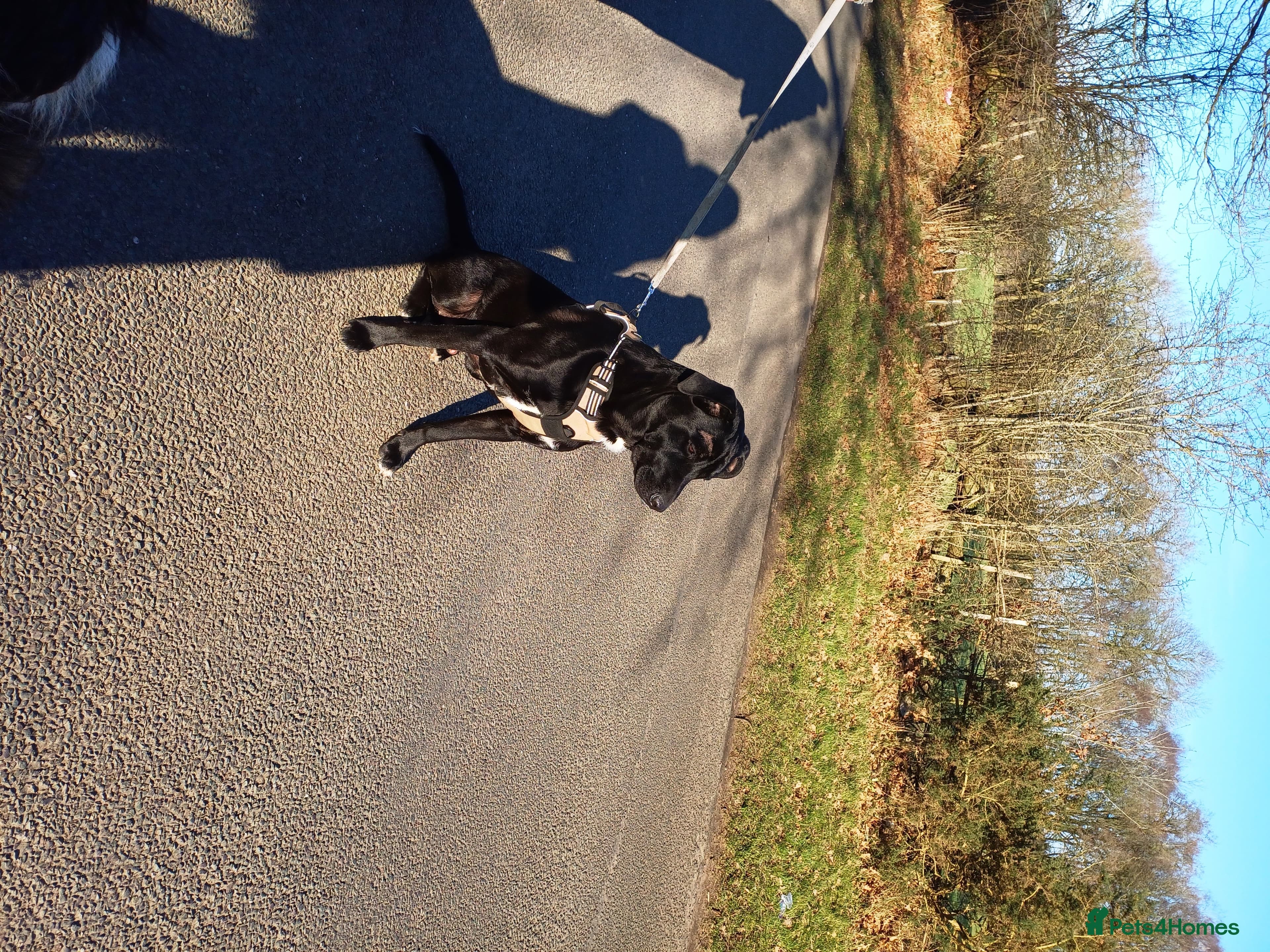 SHEAMUS,URGENT sensitive Soul Labrador Cross photo 23