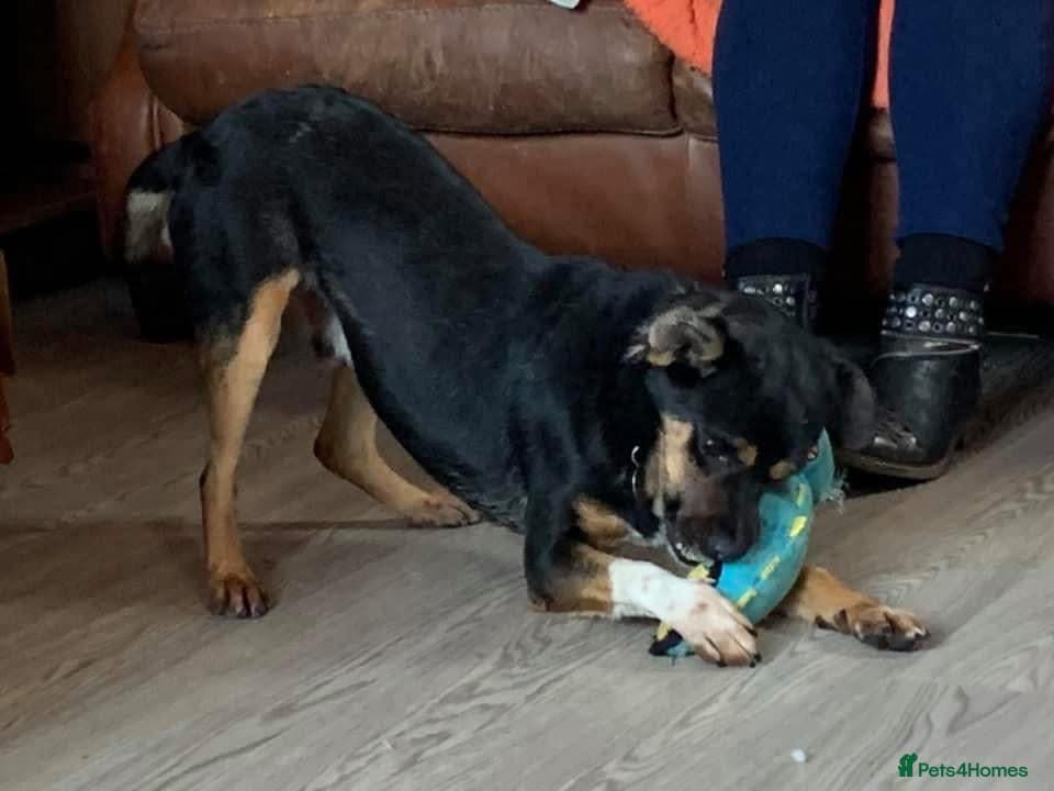 Paddy - Norwich Norfolk photo 14