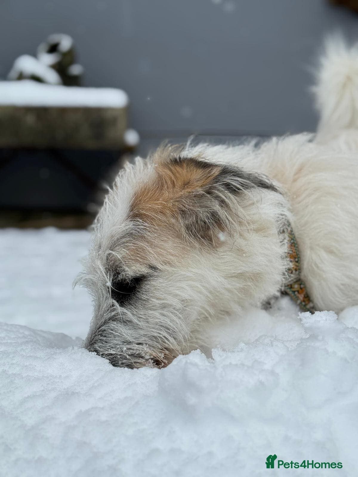 KALLIE- 18 months, loves dogs/playful/active/rural photo 17