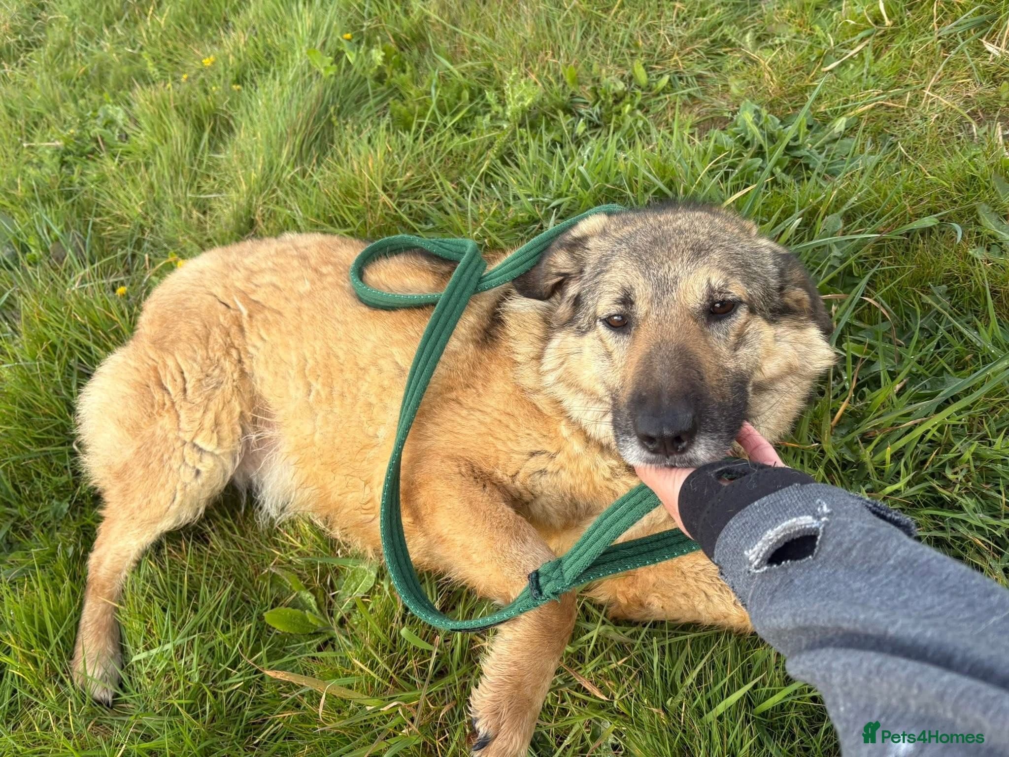 Amanda - Norwich Norfolk photo 10