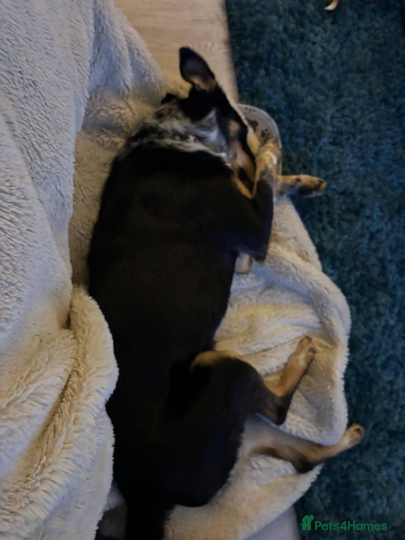 Meet Dave, currently residing in Aberdeen photo 13