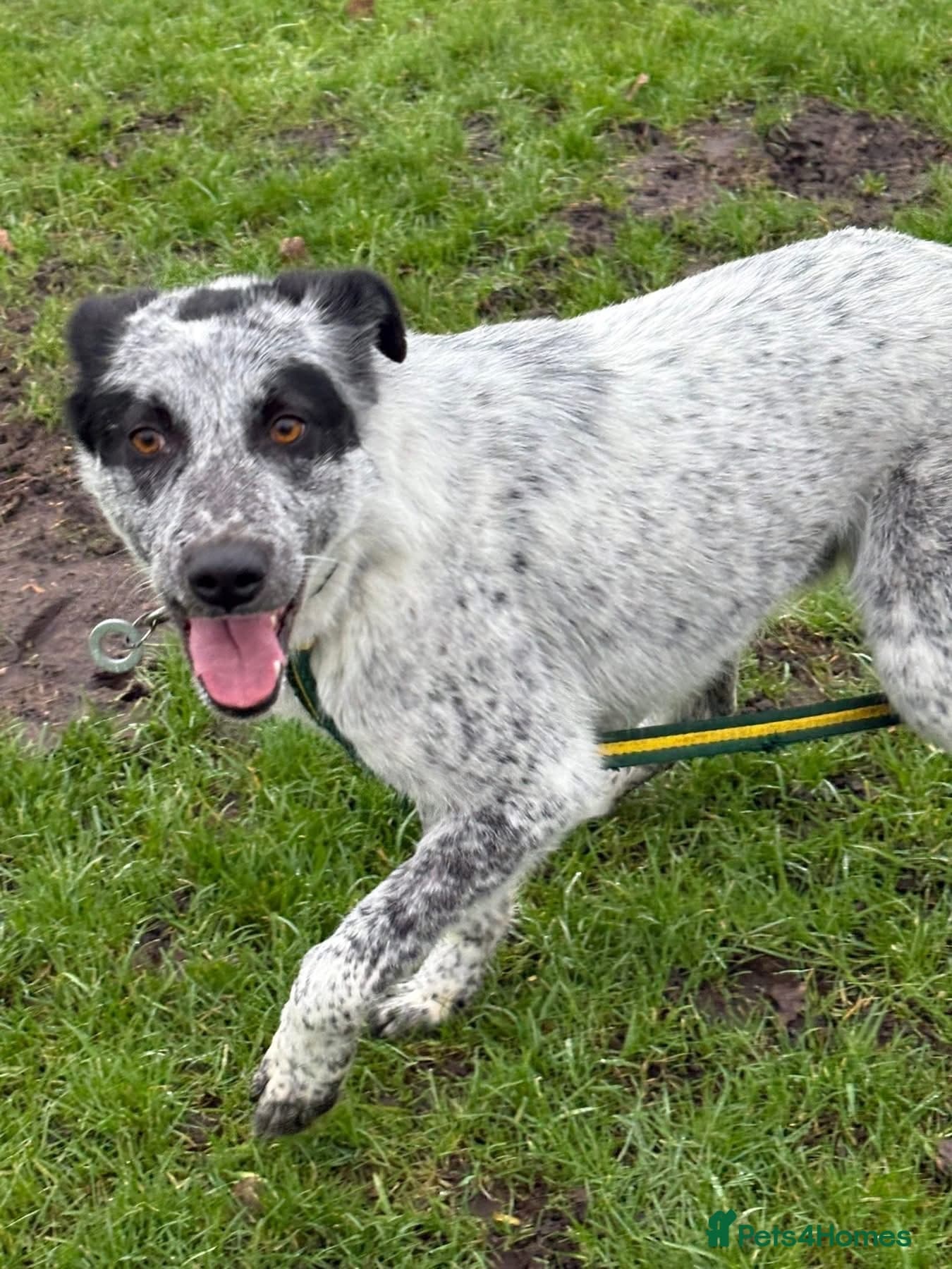 Cessil - Norwich Norfolk photo 18