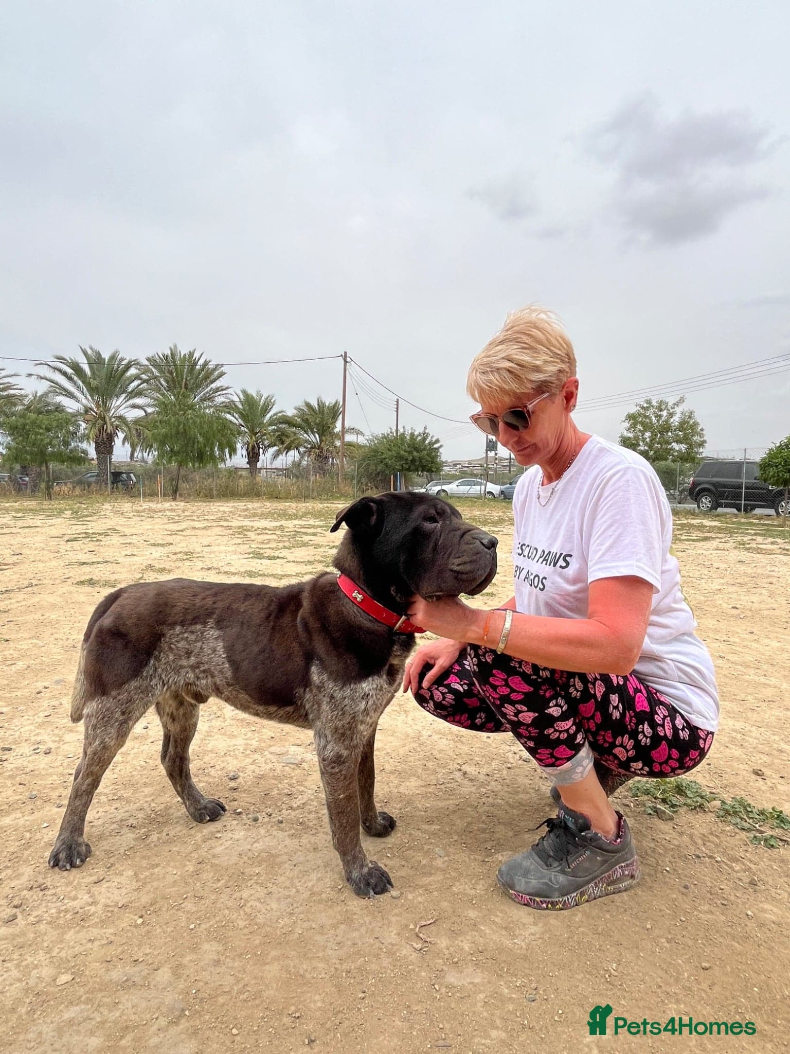 Teddy, sharpei cross, photo 3