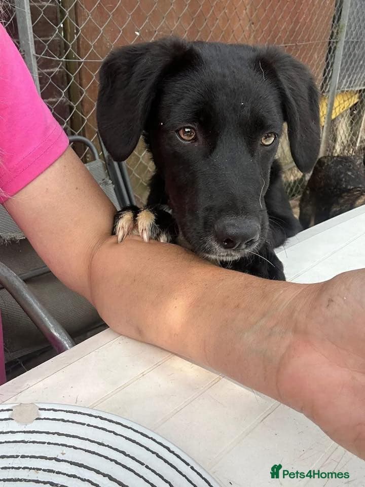 Barney - Norwich norfolk photo 28