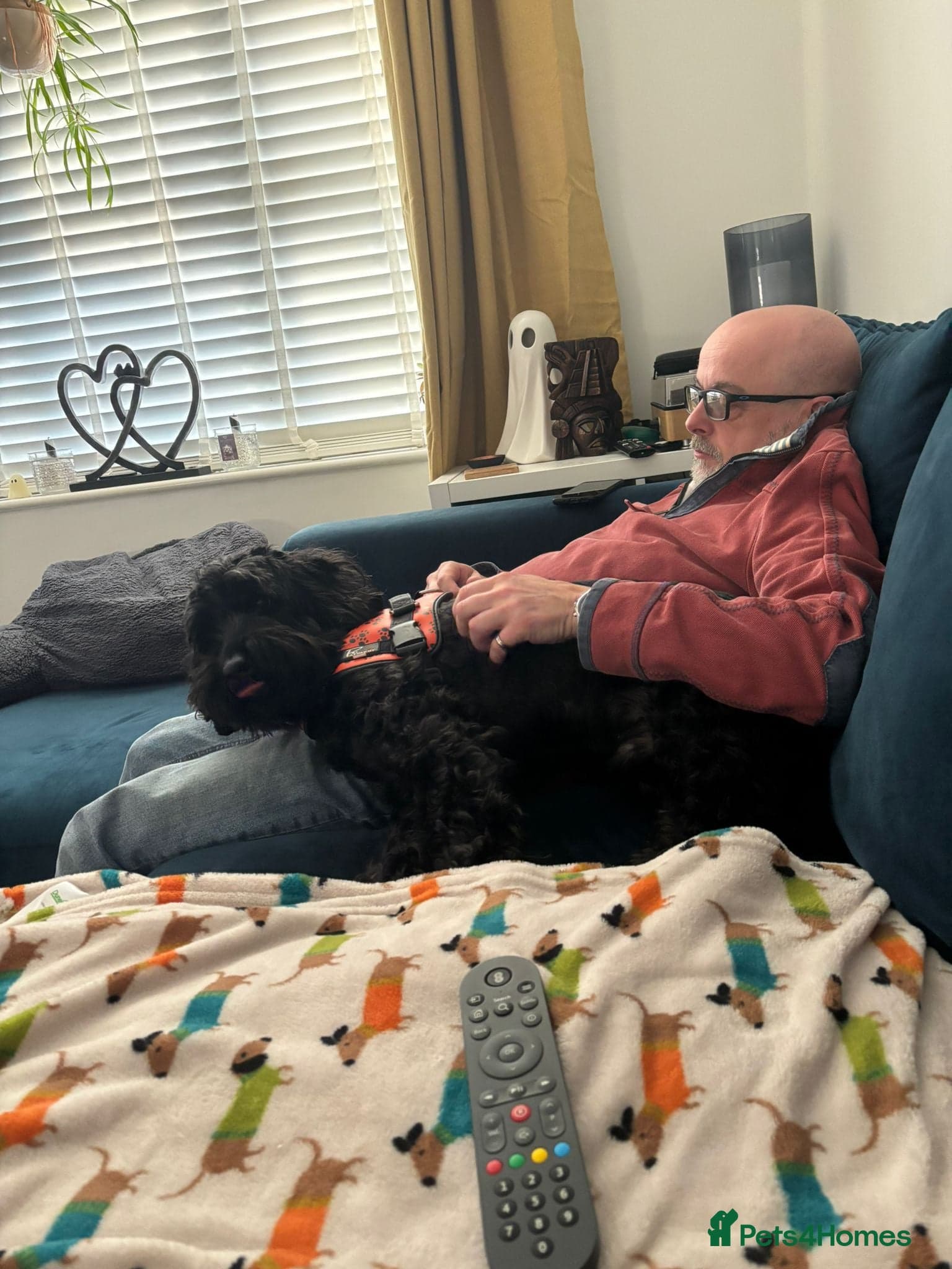 FOSTER or ADOPT๐JACK๐- 4.5-year-old Cockapoo boy photo 10