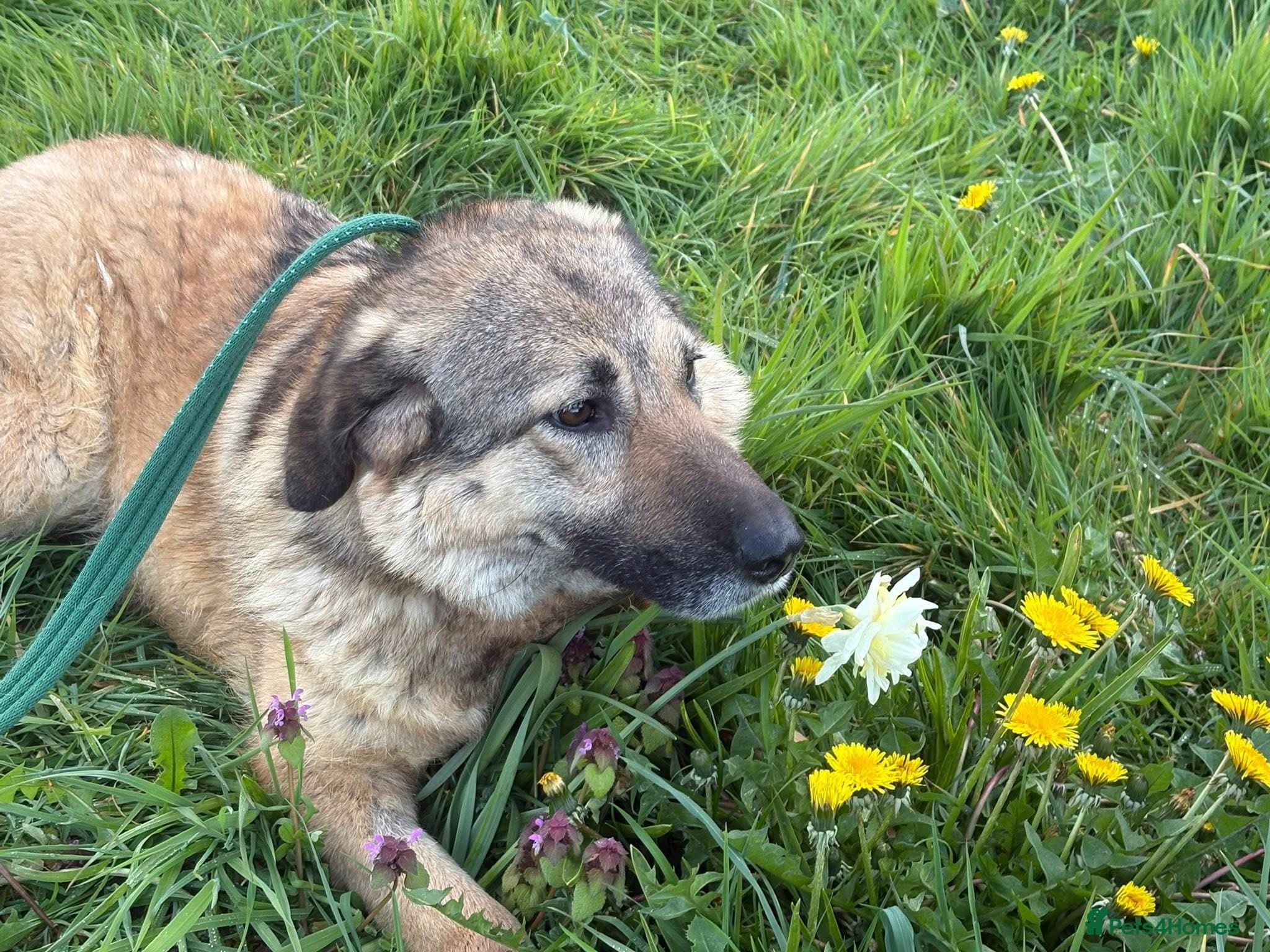 Amanda - Norwich Norfolk photo 2