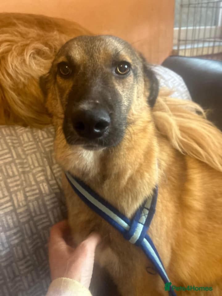 Levi - Norwich Norfolk photo 33