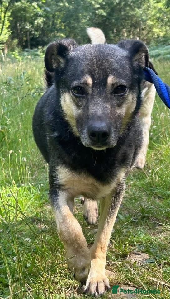 Joey - Norwich Norfolk photo 8