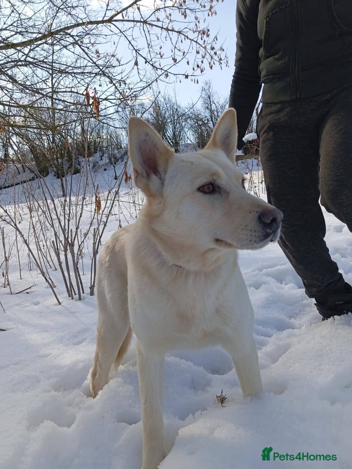 οΈπΆ milady photo 11