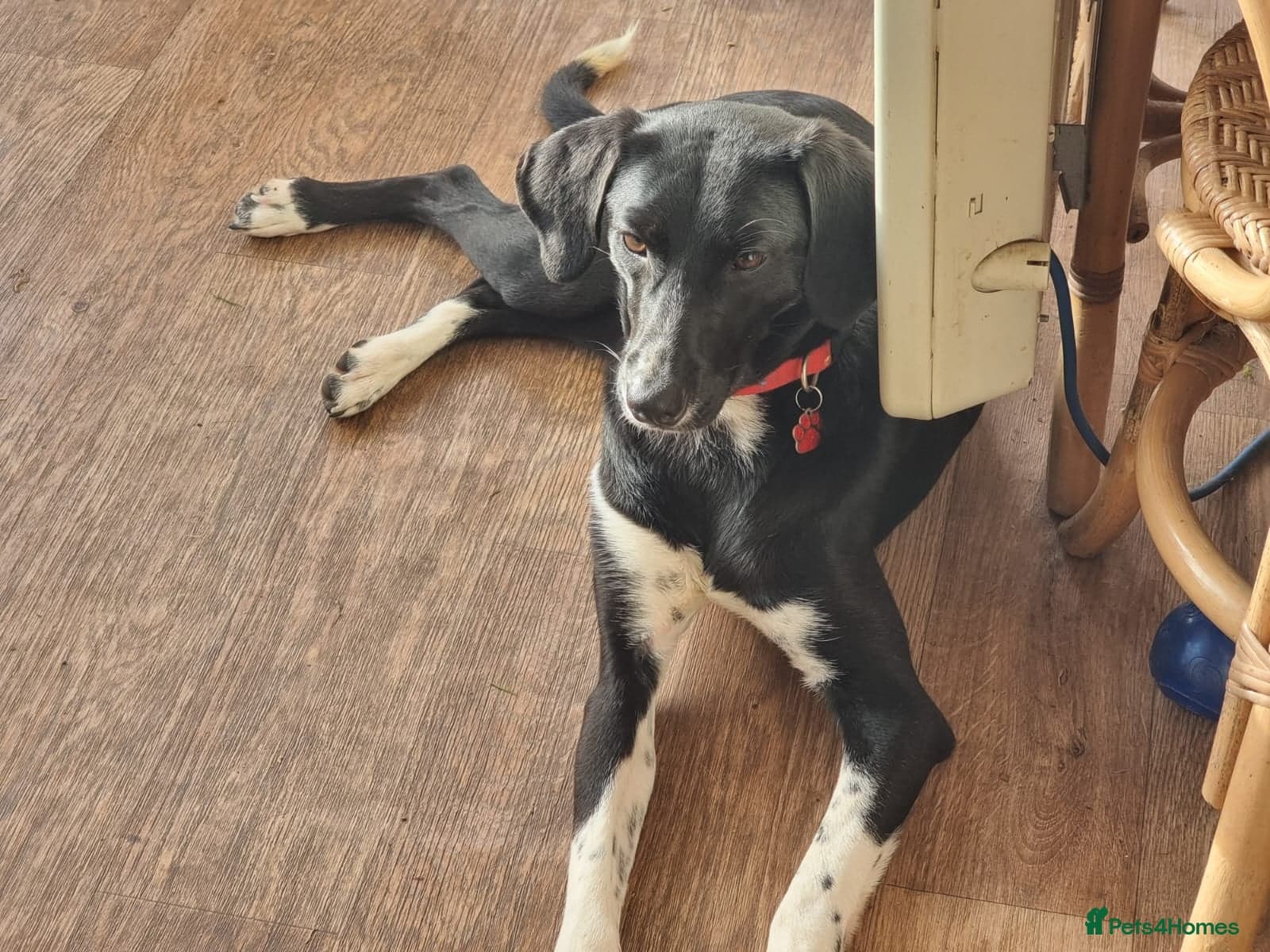 Nora for adoption in cornwall/devon photo 10