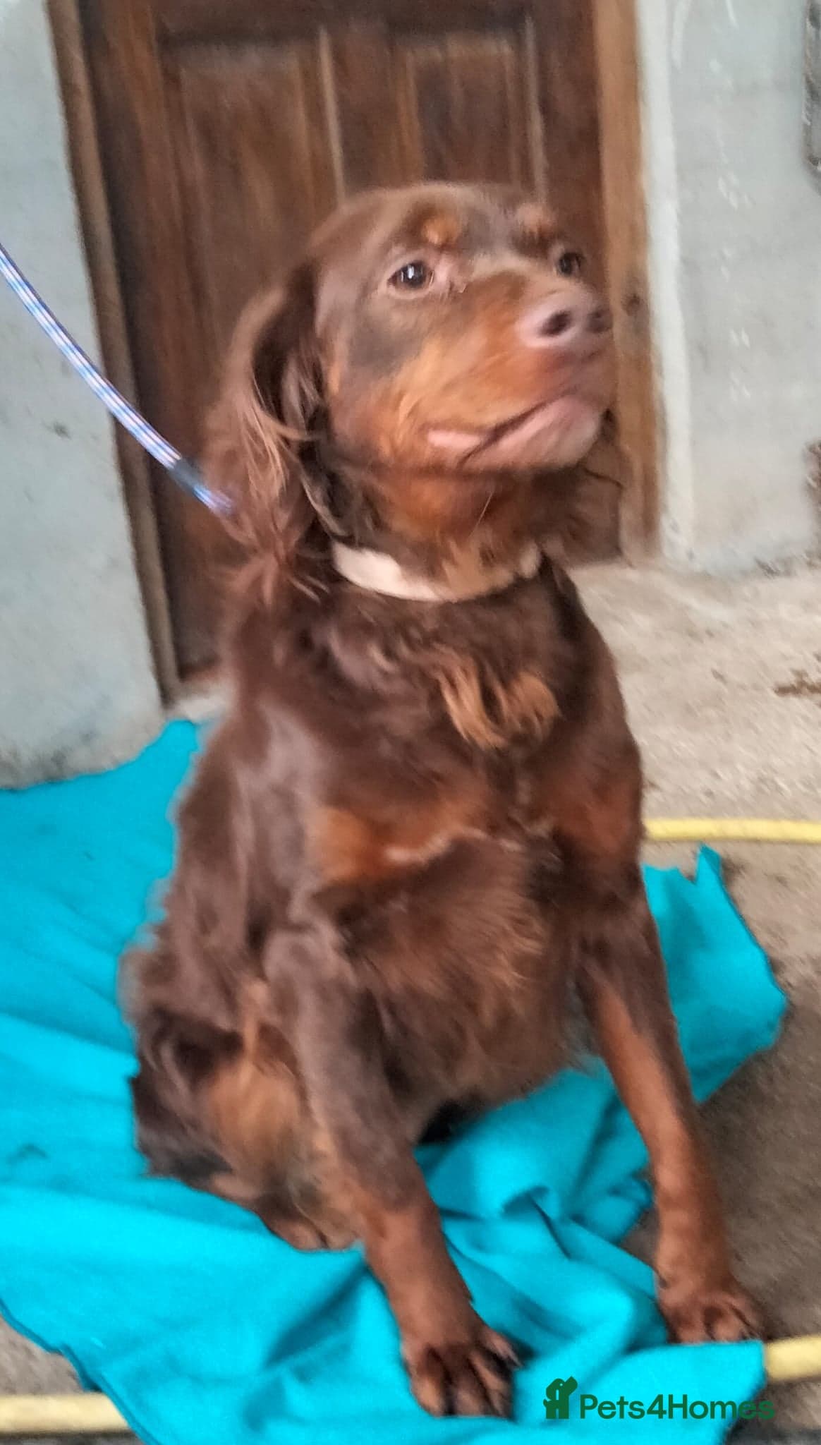 Diana, a lovely young Brittany photo 6