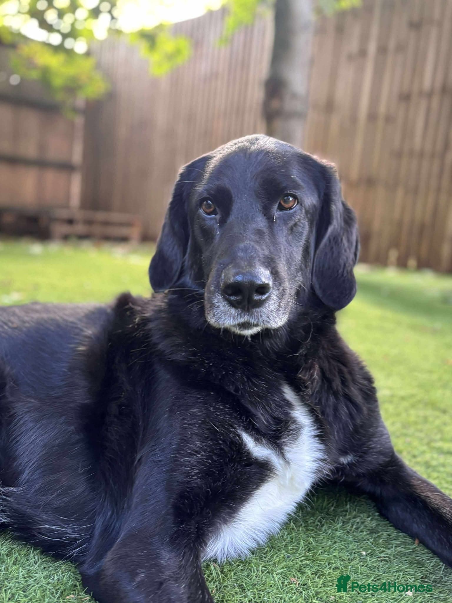 Miss Roo β Mixed Breed