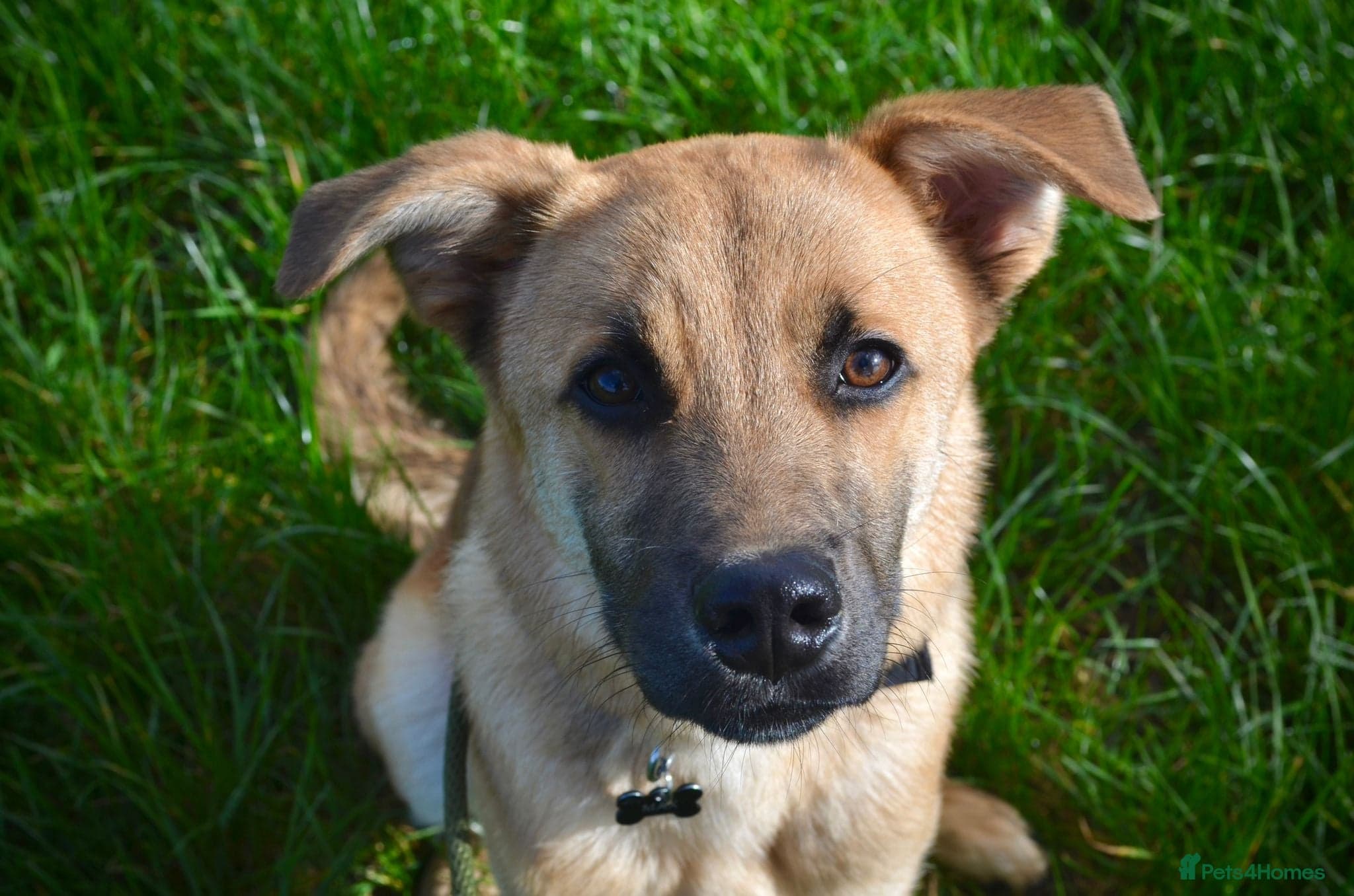 Max πΆ β Mixed Breed