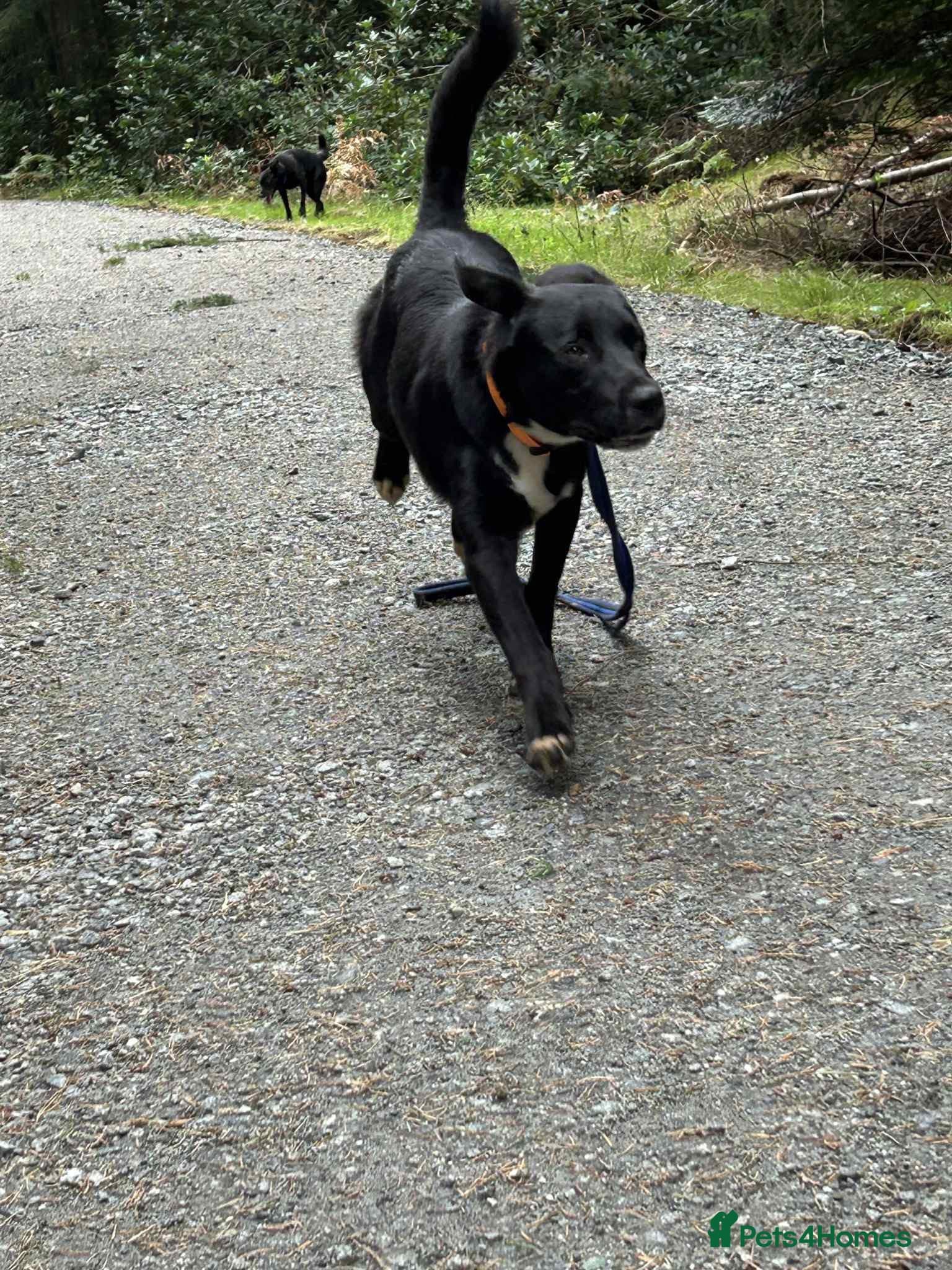 Barney - Norwich norfolk photo 7