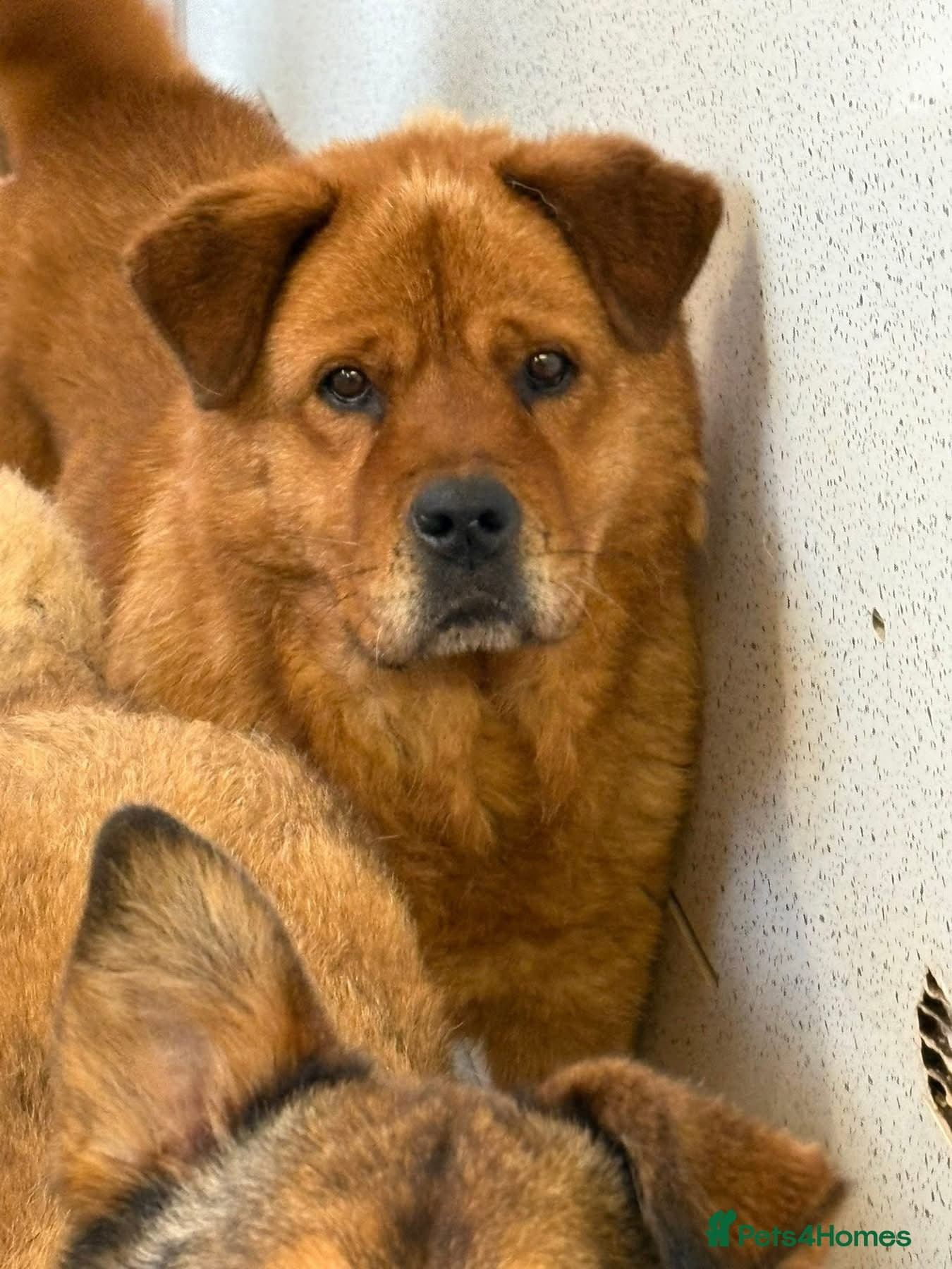 Princess - Norwich Norfolk photo 5