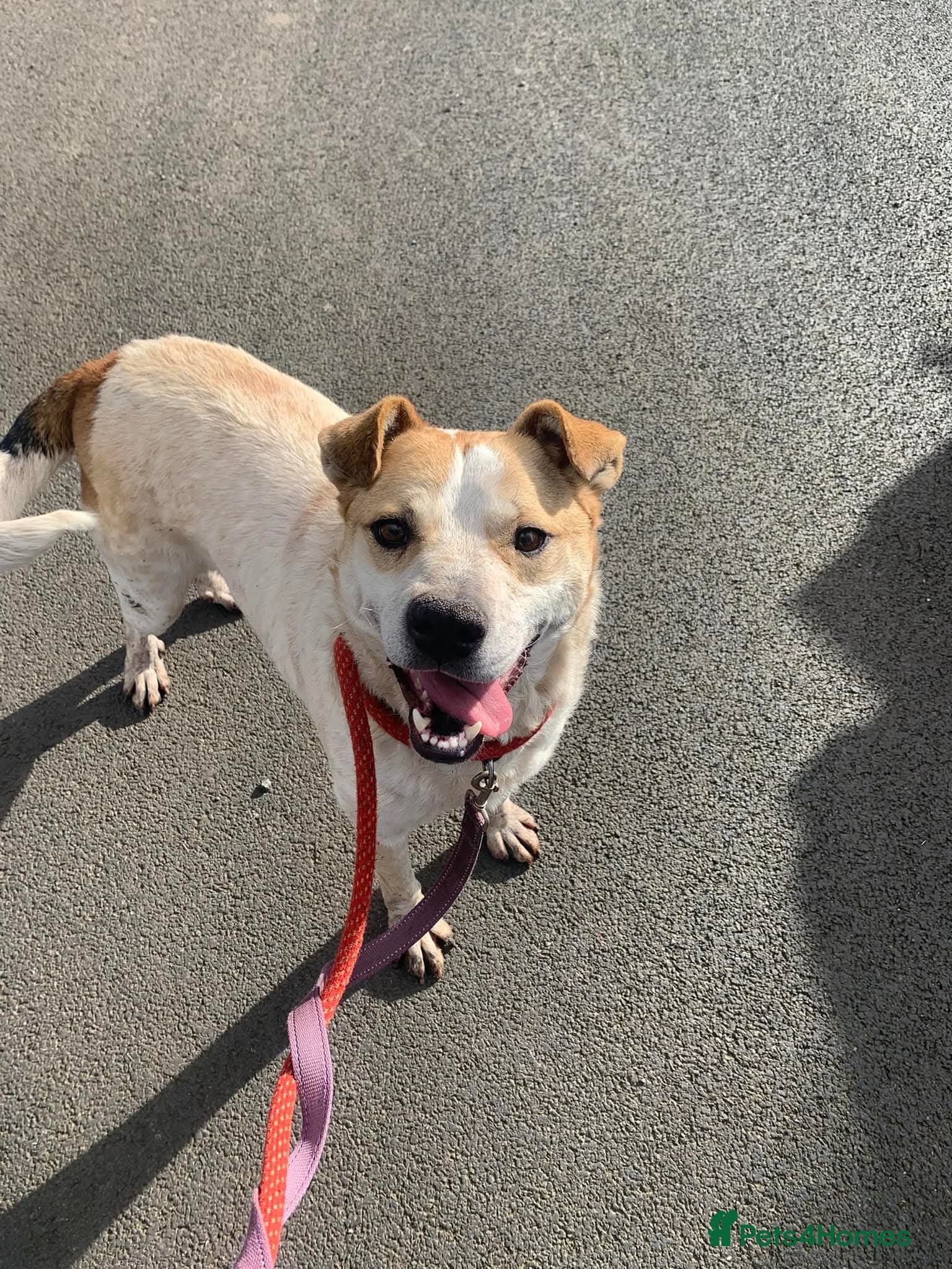 Meet Barry,currently residing in Cheshire photo 2