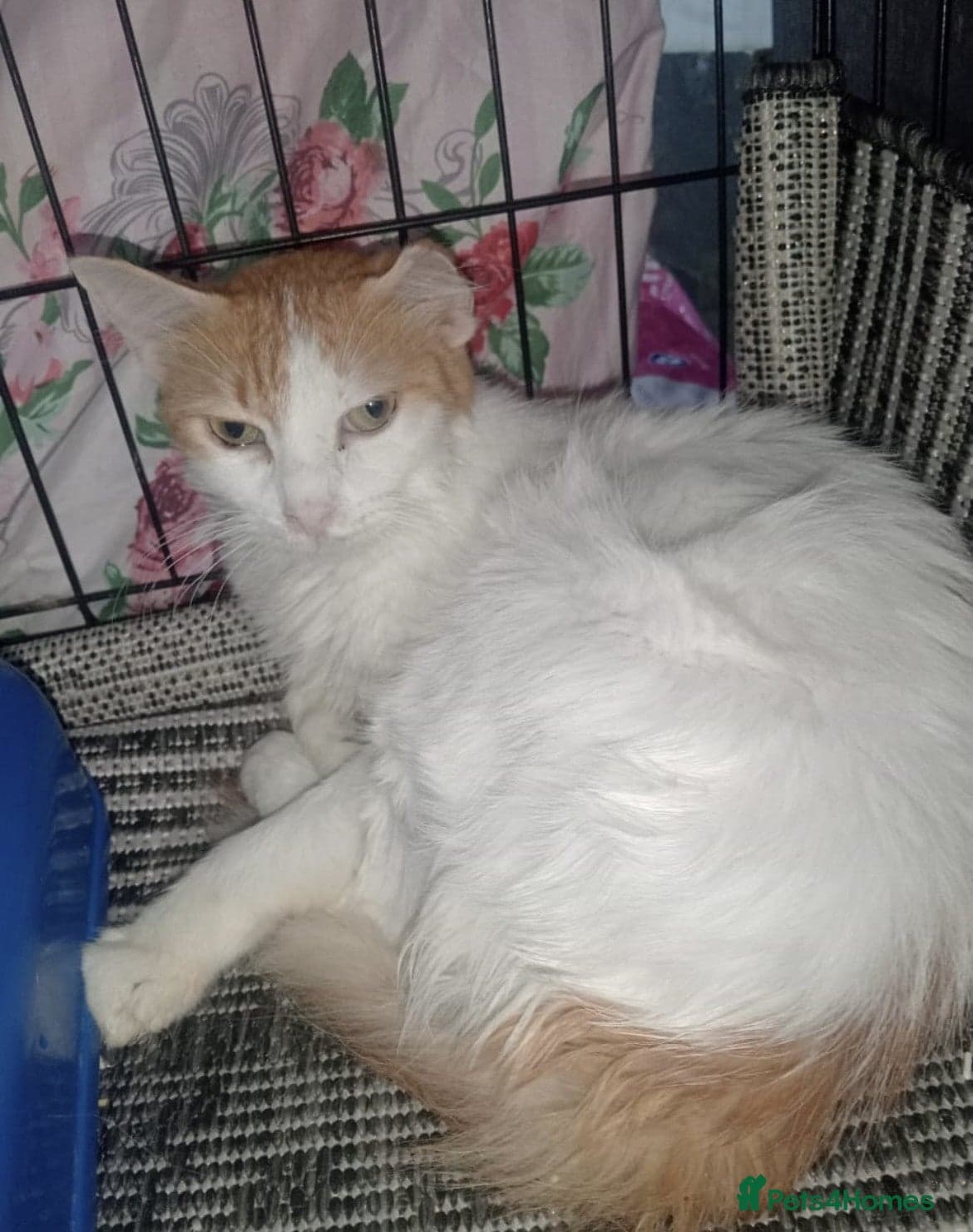 Stella — Arabian Mau