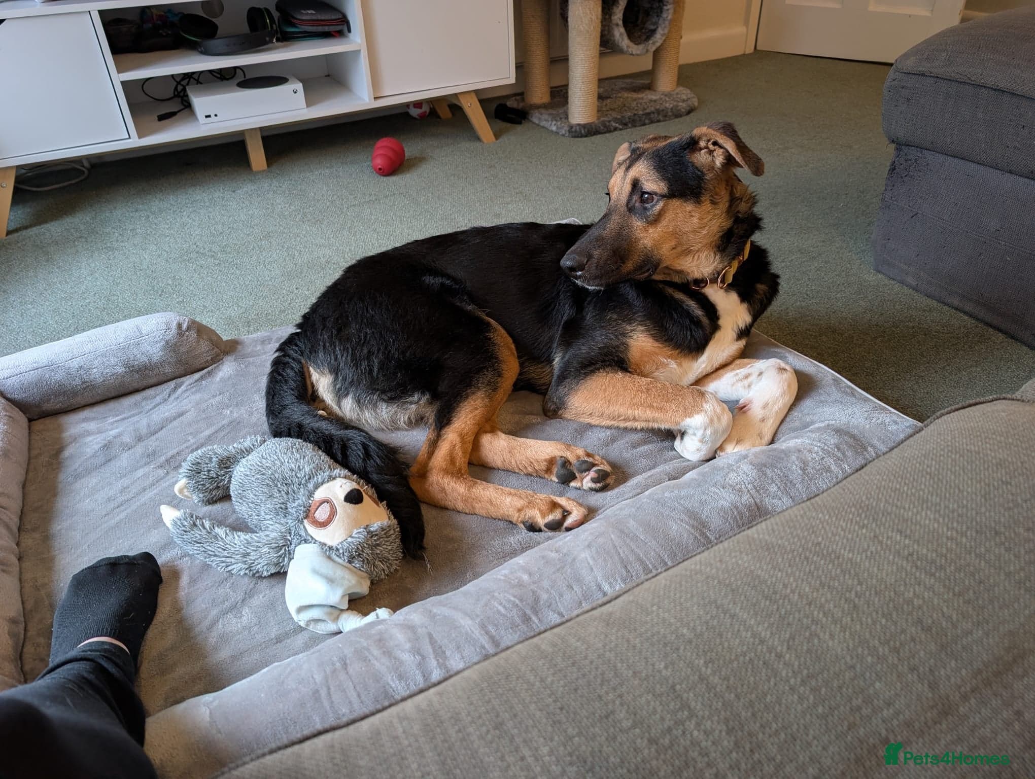 LOOK AT HIM:💙BRUNO💙Someone's best ever friend photo 6