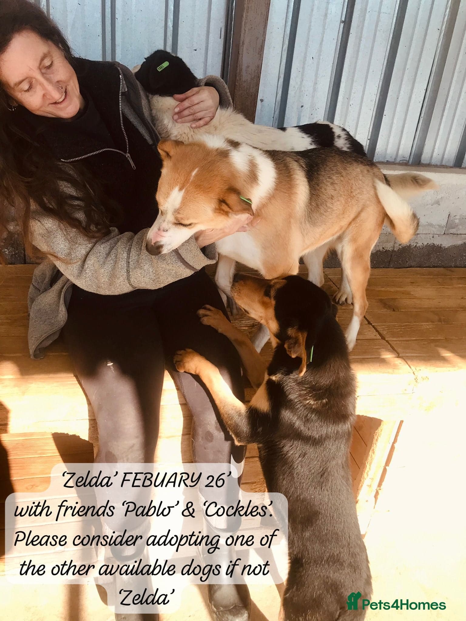 Zelda, 3 yrs old approx. photo 20