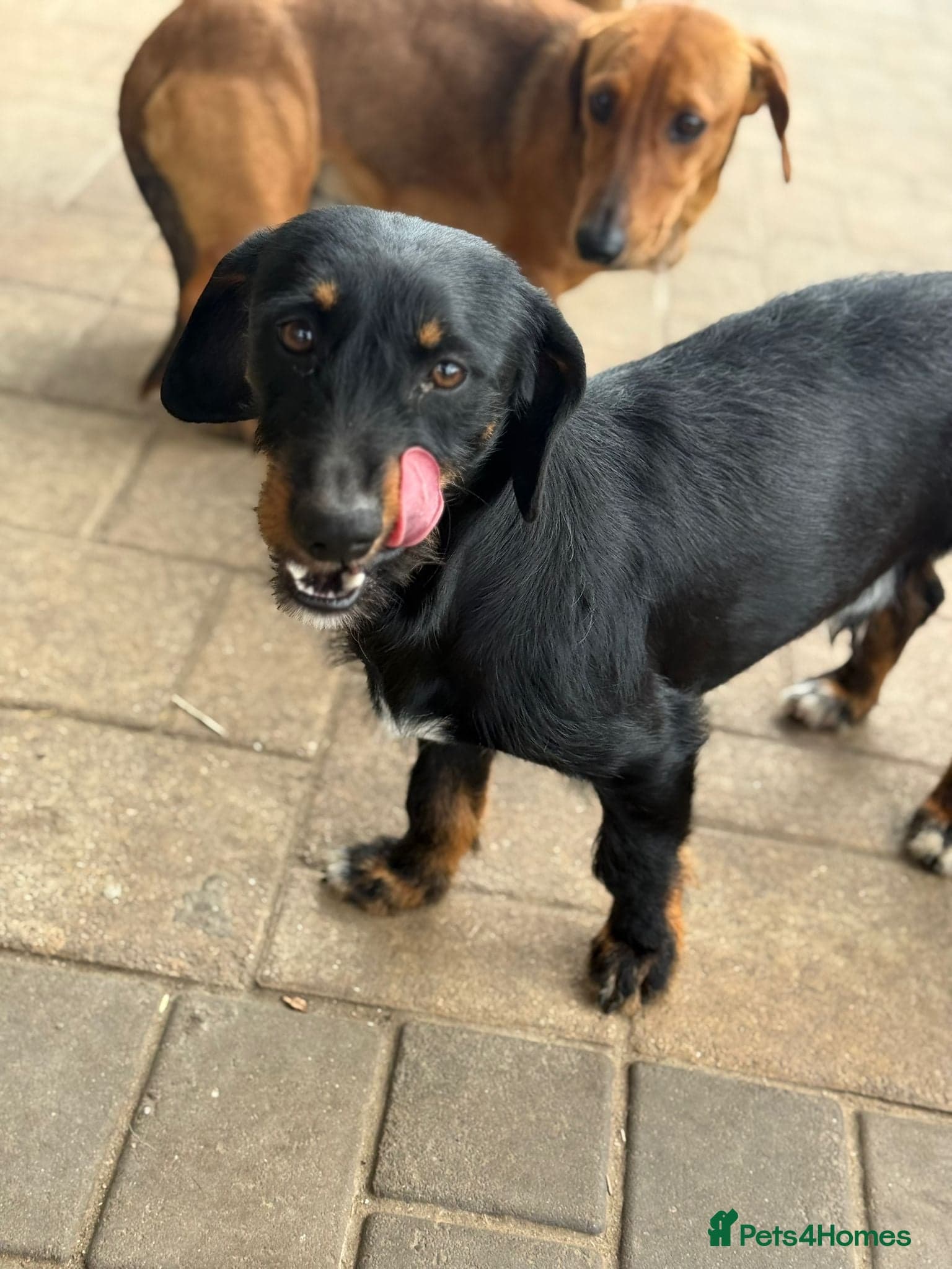 Lovely Cooper ready for his home! — Mixed Breed