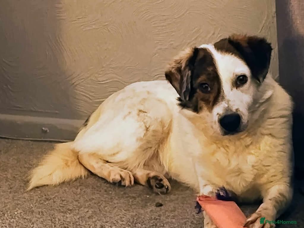 Meet Patch, currently residing in Sheffield photo 4