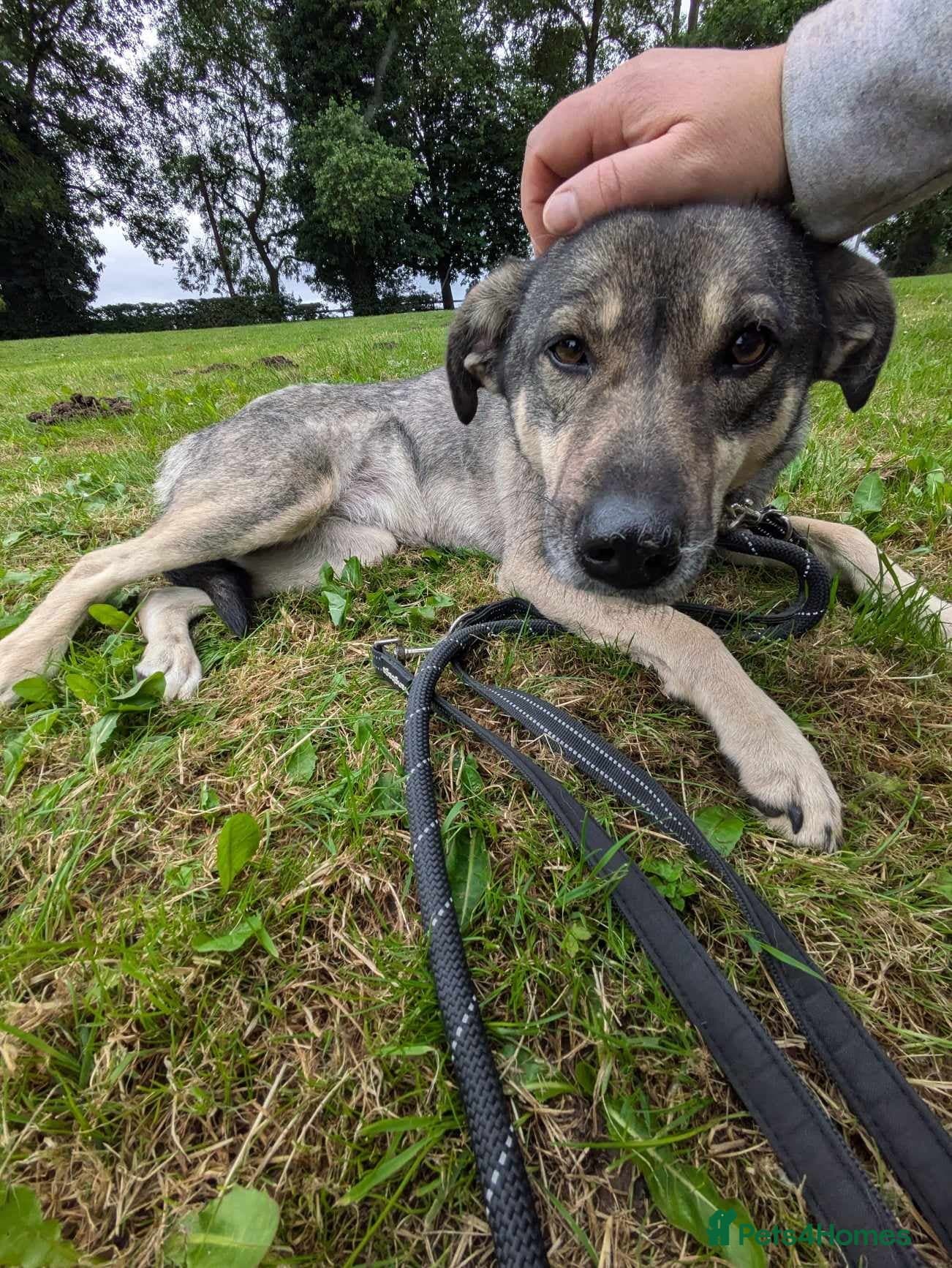 Meet Joy, currently residing in Cheshire photo 11