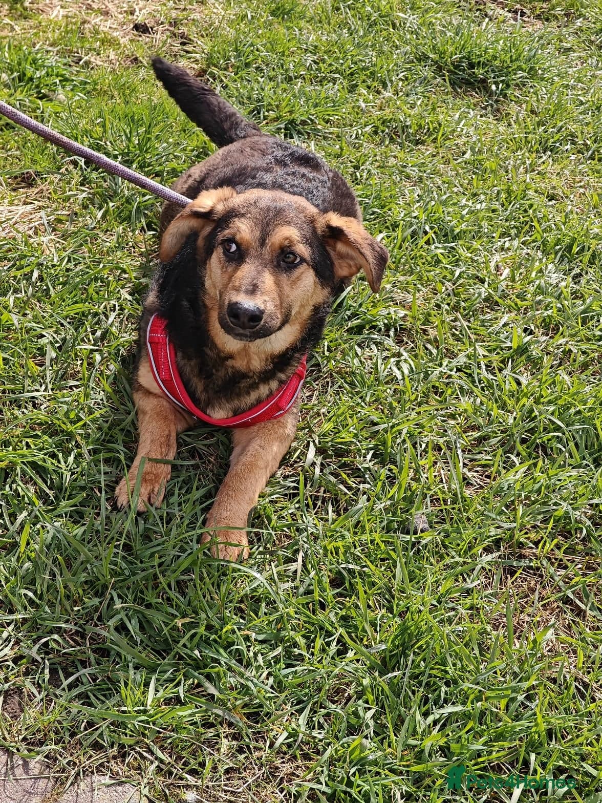 οΈπΆ yasia photo 6